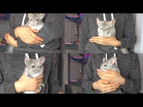 Video: How to Hold a Chinchilla: 8 Steps (with Pictures)