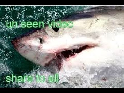 shark horrific attacks