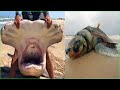 ASMR Catching Seafood 🦀🐙 Satisfying Sea Animals  - Tik Tok #263