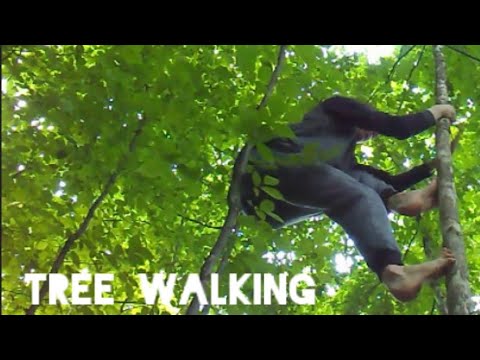 How to Climb Trees Without Branches (New Version)