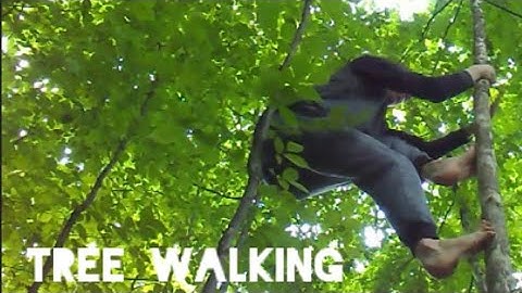 How to Climb Trees Without Branches (New Version)