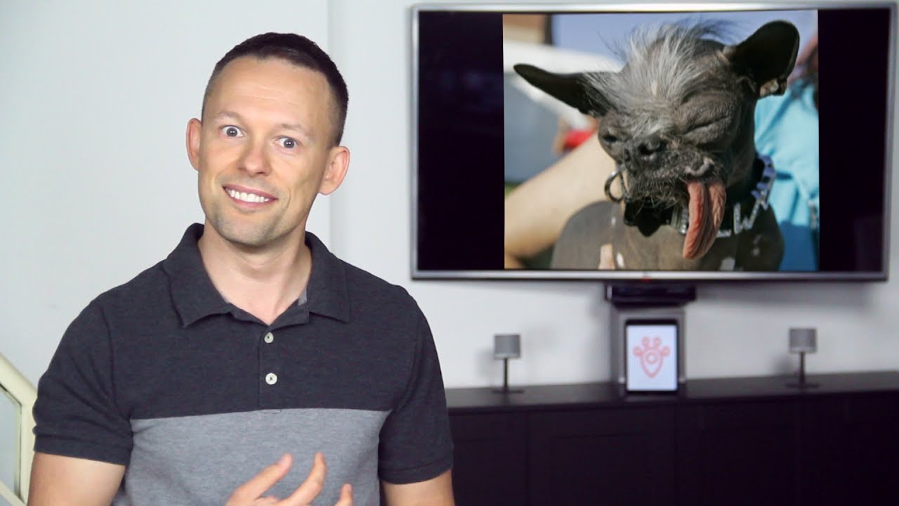 The 10 UGLIEST DOGS in the world!