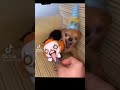 ANGRY Chihuahua Eats Everything But Putin