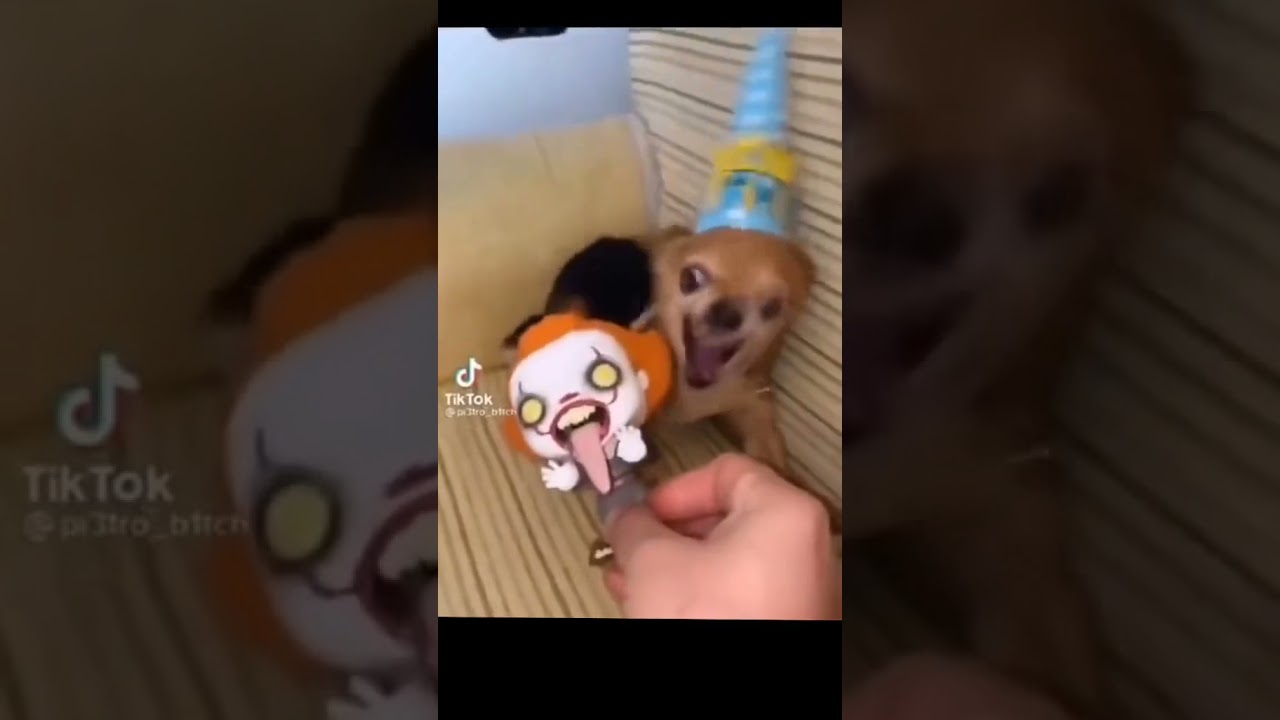 ANGRY Chihuahua eats everything but Putin ??
