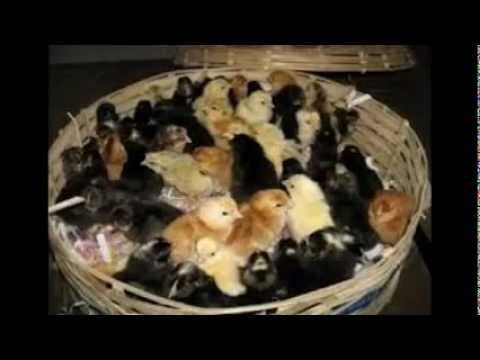 Documentry On Backyard Poultry Youtube