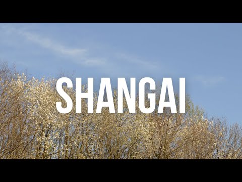 The Andre - Shangai