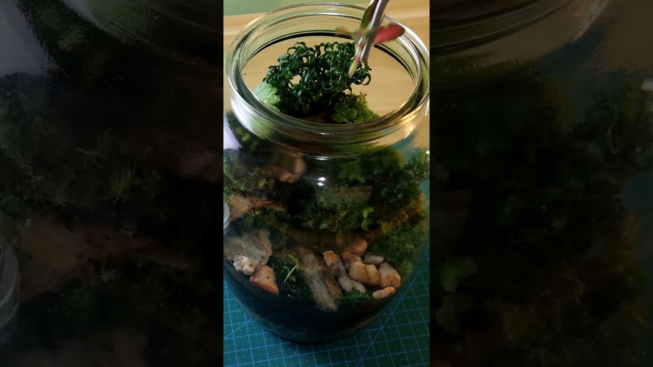 First Time Making Stone Steps Terrarium - ASMR