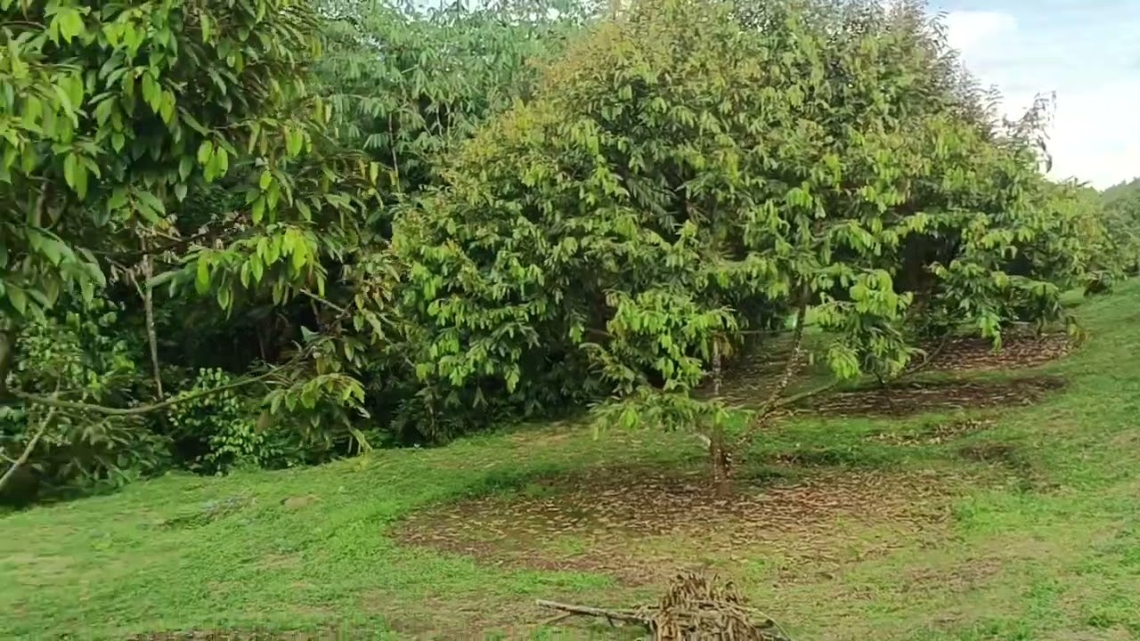 Jual tanah kebun duren murah kurang lebih 200 pohon duren 