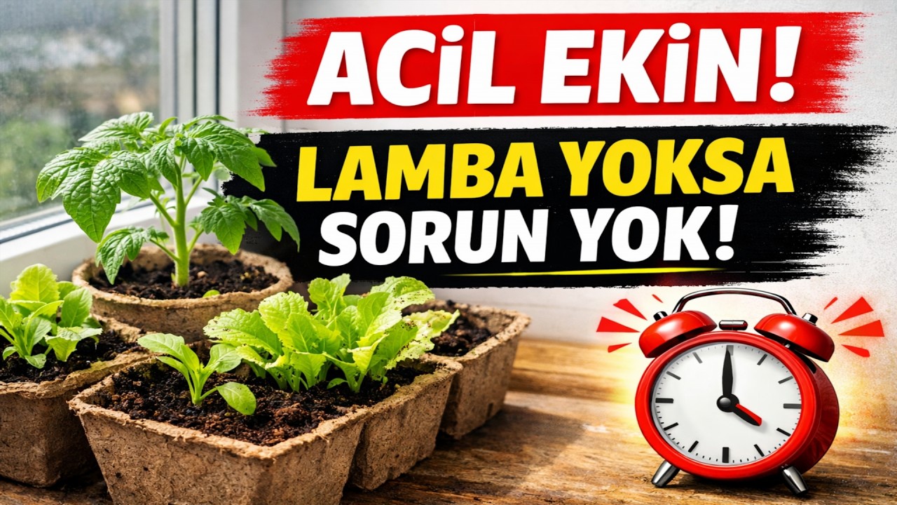 ACİL EKİN! Mart'ta Lambasız Büyüyen 8 SEBZE (Pencere Önü Yetiyor!) 2026
