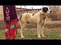 Саят Лебап Туркменский Волкодав Turkmen Itleri alabay Central Asian Work Dogs Alabai