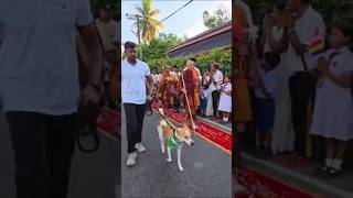 Aloka on the Mission of Save Animals #peacewalk #SriLanka #Ambassador