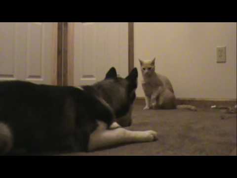 Siberian Husky (Crystal) vs Kitty (Rascal)