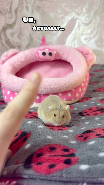 Her face at the end 🤭(don’t worry she got some hamster safe muffin later)❤️ #shorts #hamster #pets
