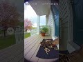 The Curious Duck Family #duckfamily #cuteanimals #ringdoorbell