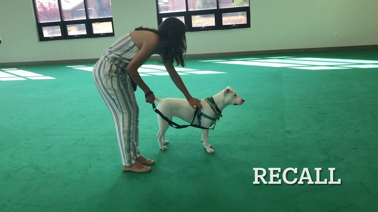 Ashtyn and Cheese Training Video 3