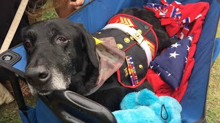 Hero Says Goodbye to Terminally Ill BombSniffing Dog in Heartbreaking Farewell