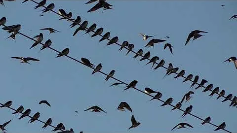 Ласточки улетают