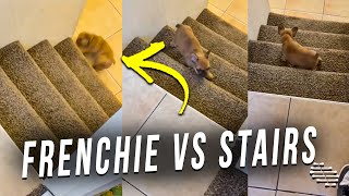 Frenchie Tries to Climb up the Stairs Then Falls While Backing Down