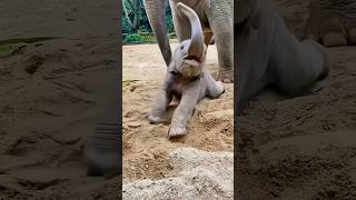 cute baby animals cartoon 😱👍🐘#animals #shortvideo #trending #viral #elephant #love #elephant #shorts