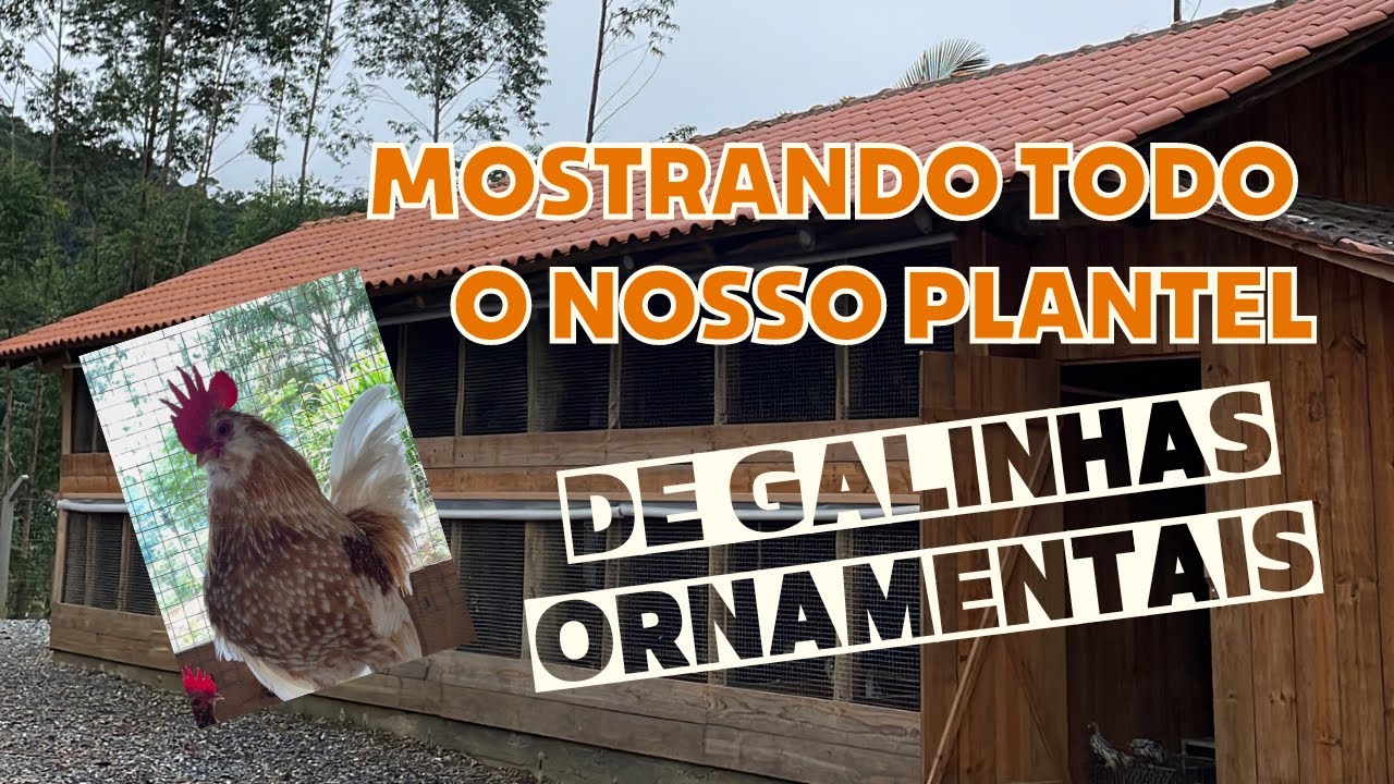 Mostrando todo o nosso plantel de Galinhas ornamentais!