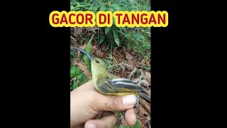 GACOR DI TANGAN | Burung pijantung! suara burung!  Burung Ribut