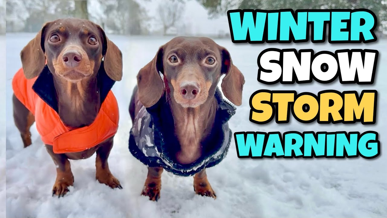 Mini DACHSHUNDS Snow Day: Our First Time Playing in Snow - YouTube