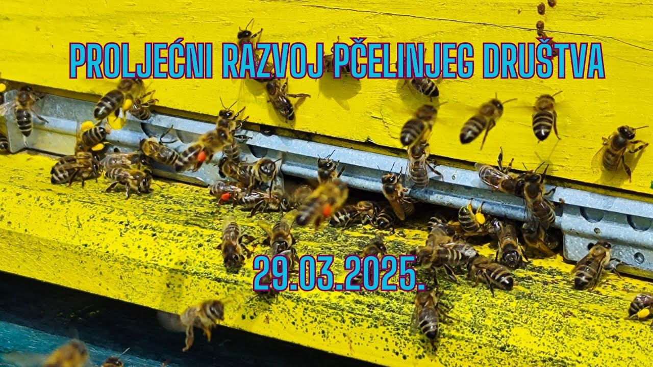 Proljećni razvoj pčelinjeg društva #beekeeping #beekeeper #pčele #pčelarstvo #srbija