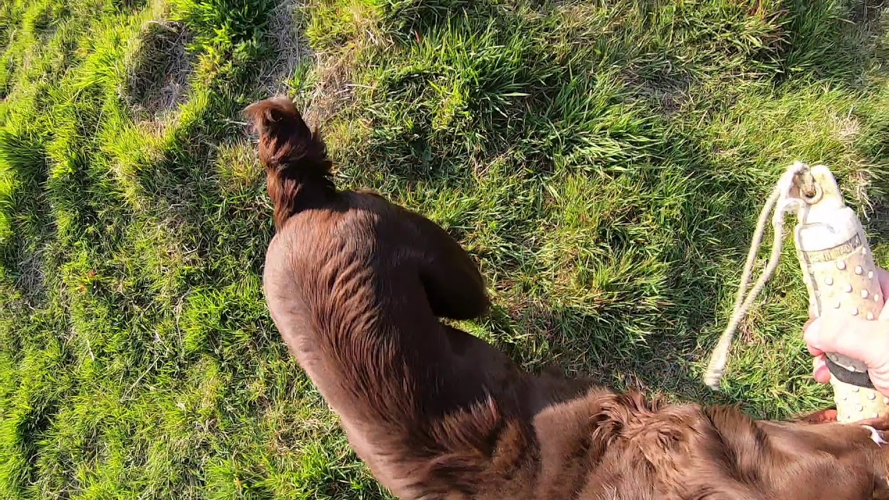 Gundog Training , Left and right retrieves - YouTube