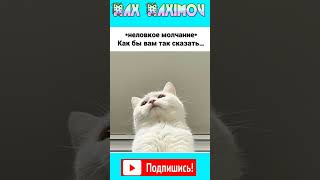 МЕМЫ. Котомемы