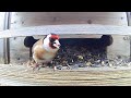 #pták #stehlík #obecný #krmítko #bird #feeder