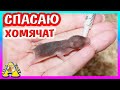 СПАСЕНИЕ ХОМЯЧАТ / у Хомки НЕТ молока / ЧЕЛОВЕК КОРМИТ ХОМЯЧОНКА / Alisa Easy Pets