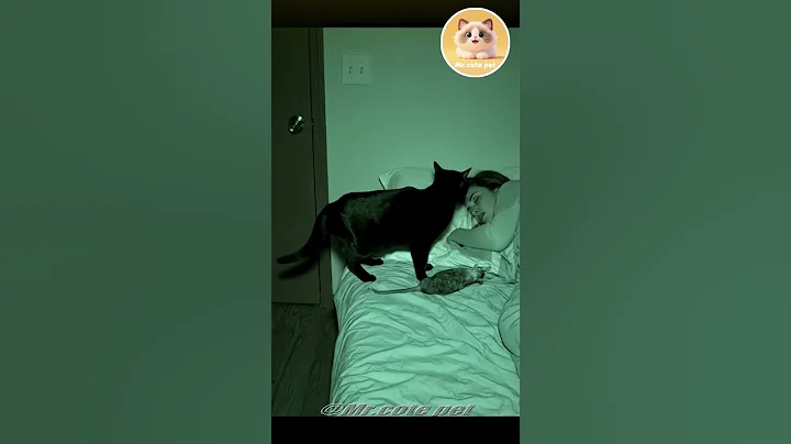 Video 10941061: cat cute funny pet, cute pets explore