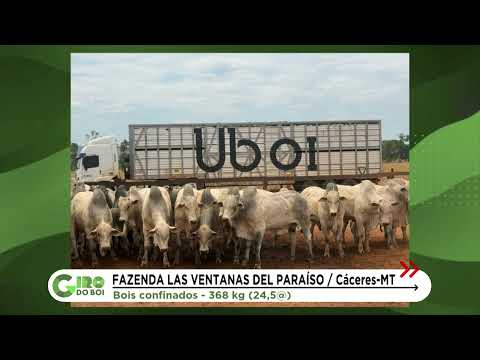 CÁCERES (MT) SE DESTACA COM BOIADA DE QUASE 25@; CONFIRA