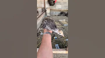فرخ ديك رومي عمر شهر 