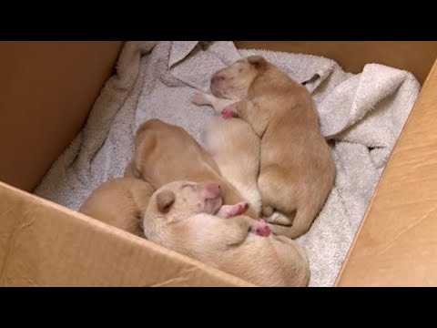 Puppies rescued from bag in river