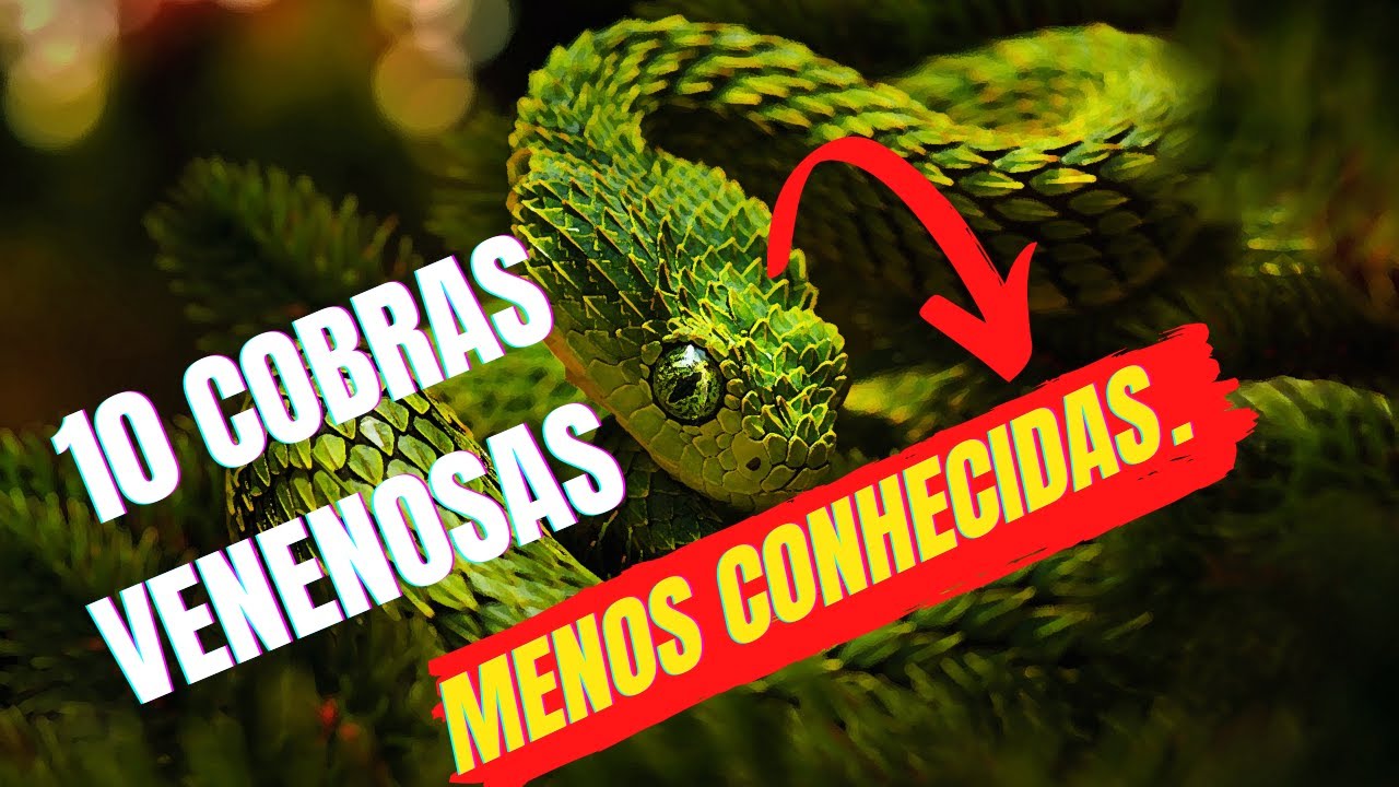 10 cobras venenosas menos conhecidas