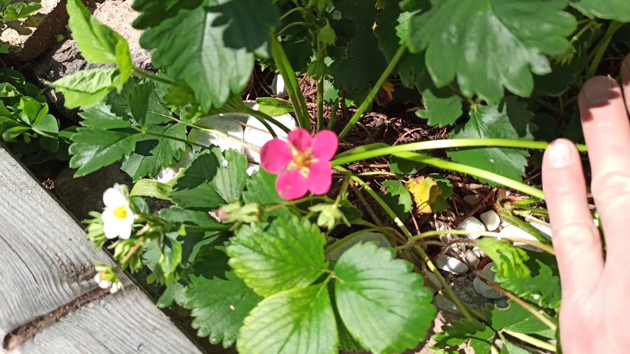 Erdbeeren richtig pflegen: Diese 5 Arbeiten bringen mehr Früchte