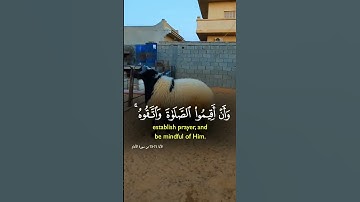 #القران_الكريم #اكسبلور #دويتو #المصحف #تيك_توك #تلاوه_خاشعه #duet #خيل #ترند #راحة_نفسية