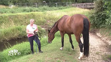Was tun wenn das Pferd nass ist?