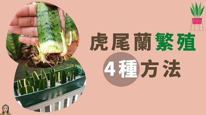 虎尾蘭繁殖的4種方法，第一種最安全最容易爆盆，最後一種最具挑戰成功的都是高手|花花世界 - 天天要聞