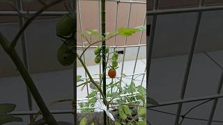プチトマト