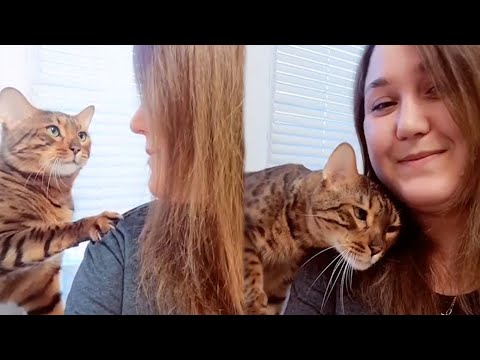 “I have an aggressively affectionate cat”  - Cute Cat Show Love To Their Owner