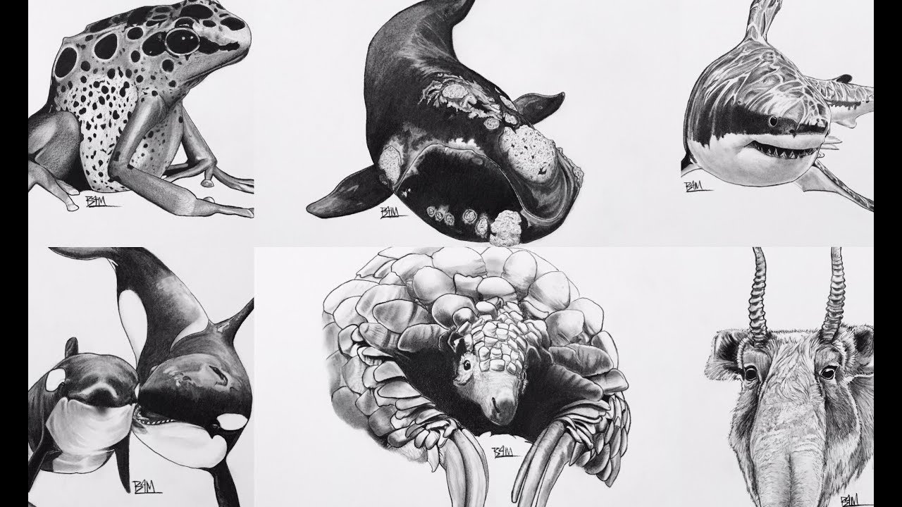 National Endangered Species Day | 2018 - YouTube