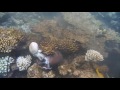 Octopus vs Muräne, Kampf bis zum bitteren Ende, Velidhu 2016