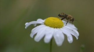 Famous Why are entire bee colonies dying off? Profile