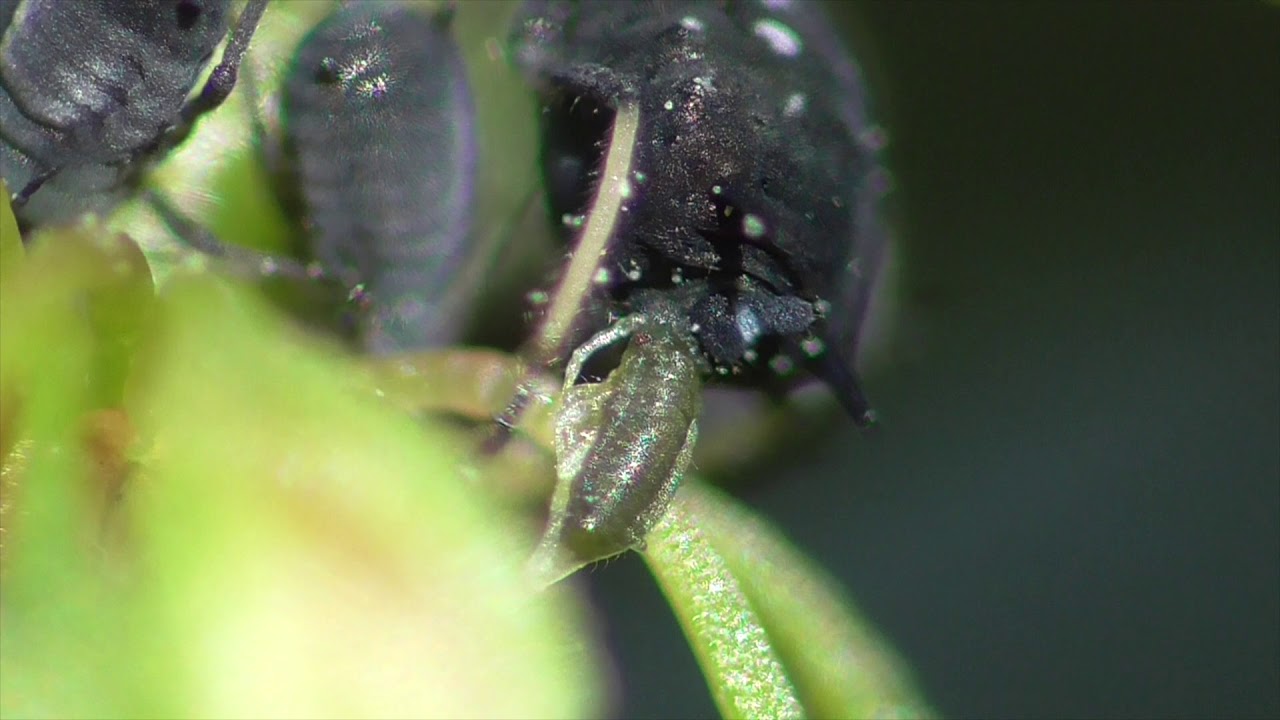 Aphid Give Birth To Live Young Blattlaus Geb hrt Lebenden Nachwuchs