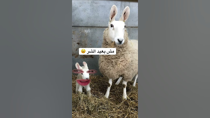 عيد الاضحى و الخرفان 😅 #عيد_الاضحى