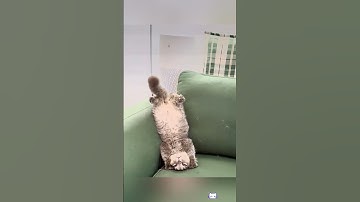 #funny #cat  #pet  #catcat  #catshorts #funnycats #catvideos #foryou
