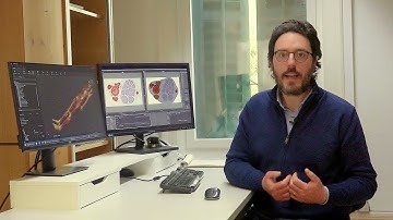 In Silico Modeling of Neurovascular Bundle Stimulation in Sim4Life V7.0