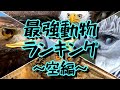 対決!!世界最強動物ランキング～空・鳥類編～